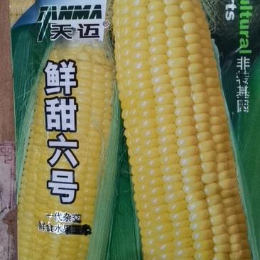 【精】鲜甜6号极甜大棒水果玉米种子(可生吃)非转基因！