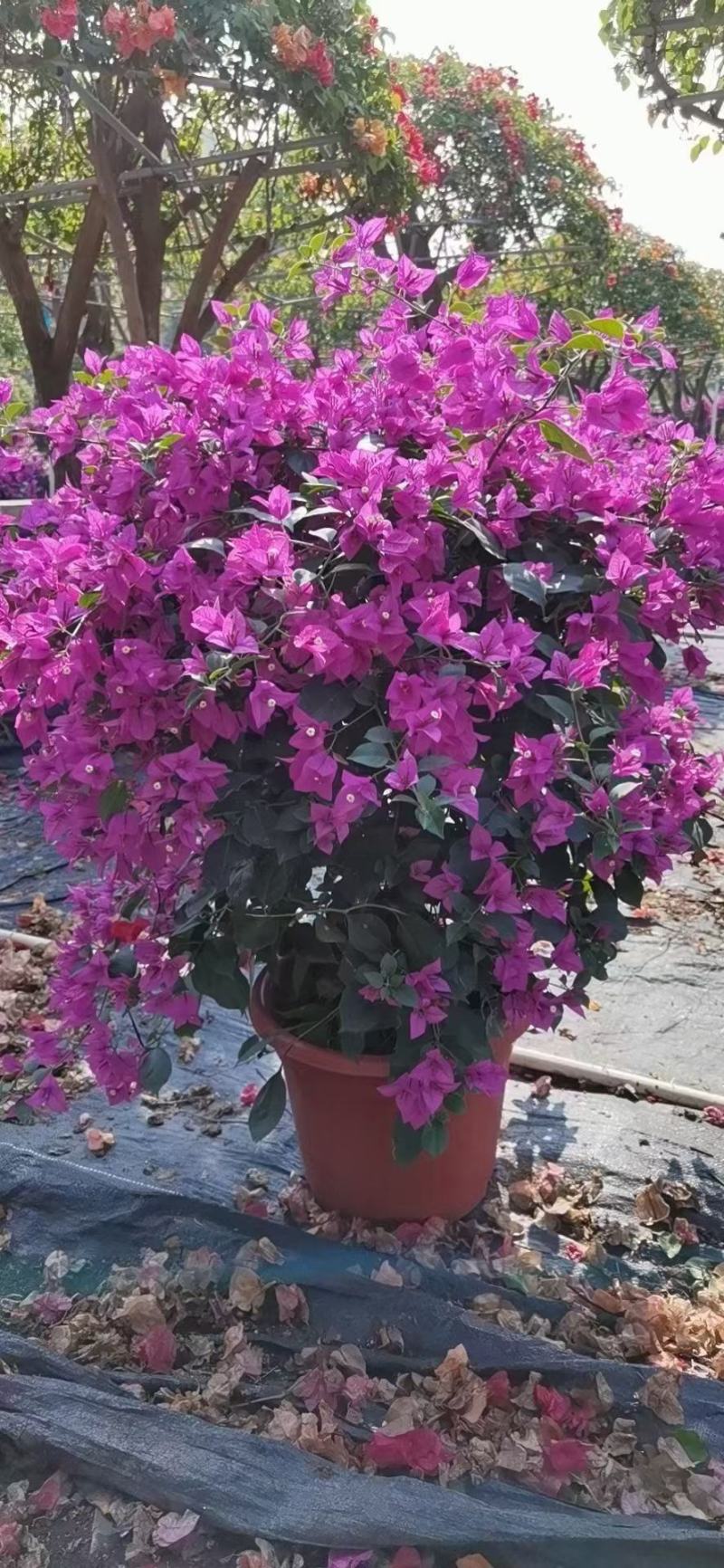 紫花三角梅佛山基地直销一手货源，四季开花