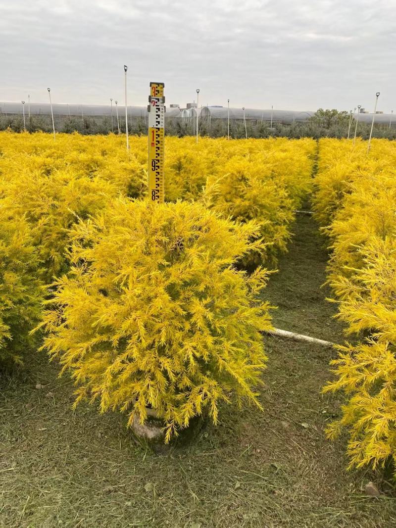 黄金香柳佛山基地直销一手货源，整车发货…