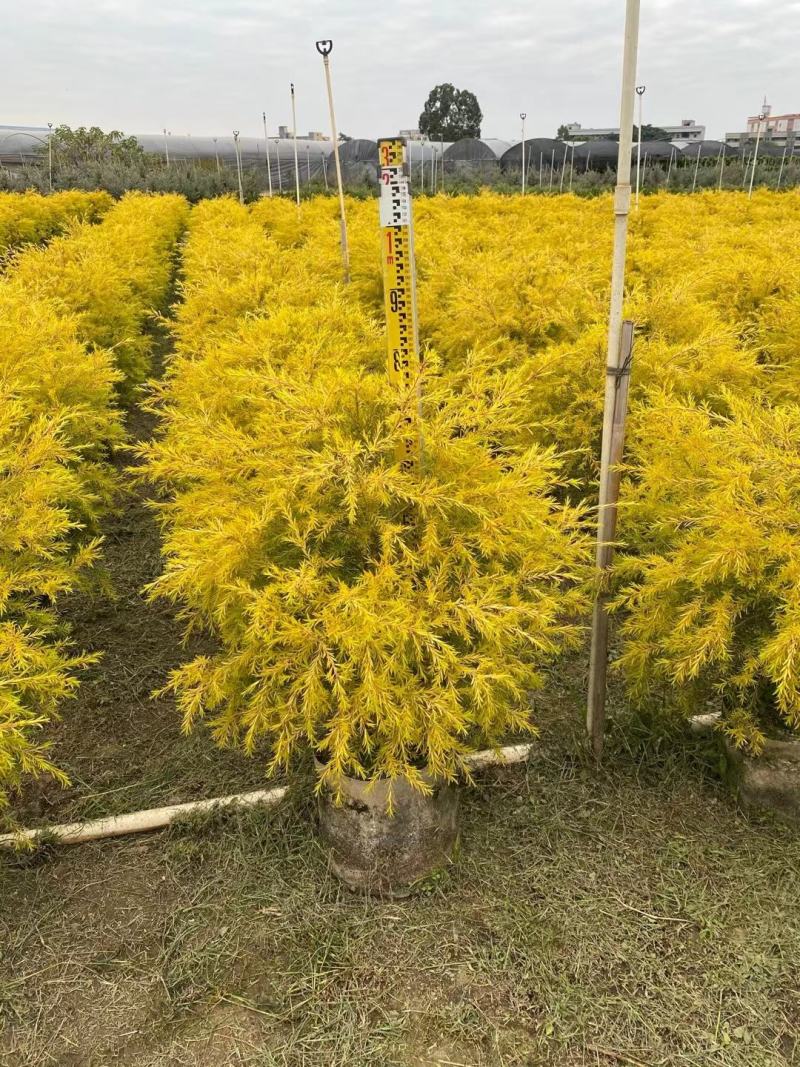 黄金香柳佛山基地直销一手货源，整车发货…