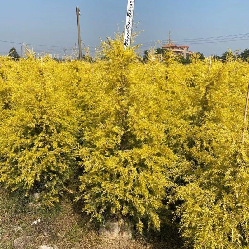 黄金香柳佛山基地直销一手货源，基地直发…