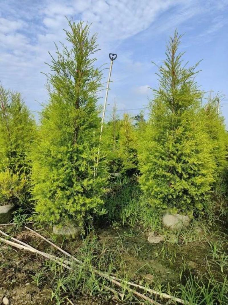 黄金香柳佛山基地直销一手货源，基地直发…