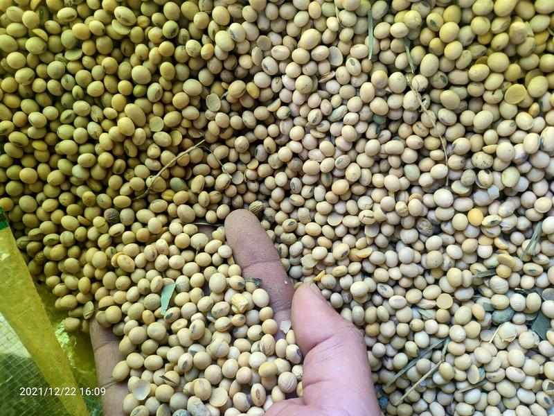 大豆。各种黄豆美西美湾乌拉圭加豆