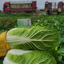 成都黄心白菜产地直销品质好，专业工人操作