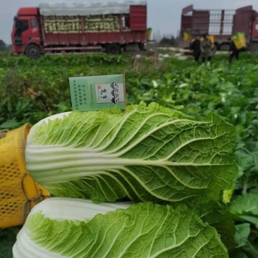 成都黄心白菜产地直销品质好，专业工人操作