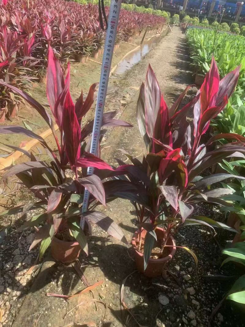 朱焦佛山三基地直销一手货源，批发价格，基地直发