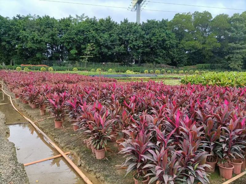 朱焦佛山三基地直销一手货源，批发价格，基地直发