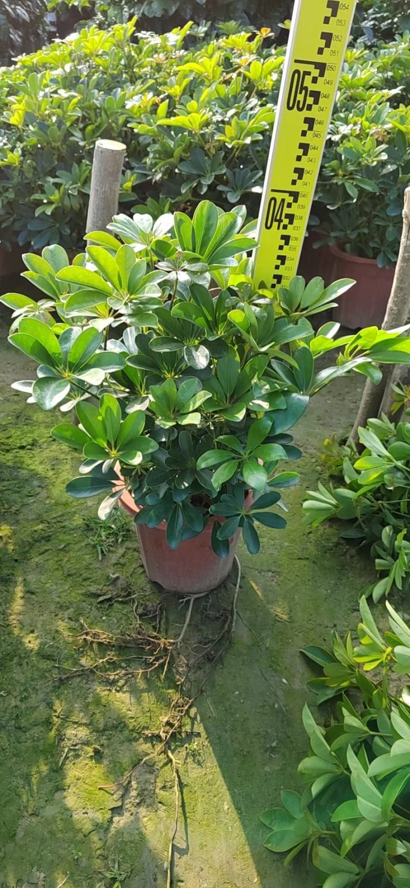招财树鸭脚木佛山基地直销一手货源，批发价格