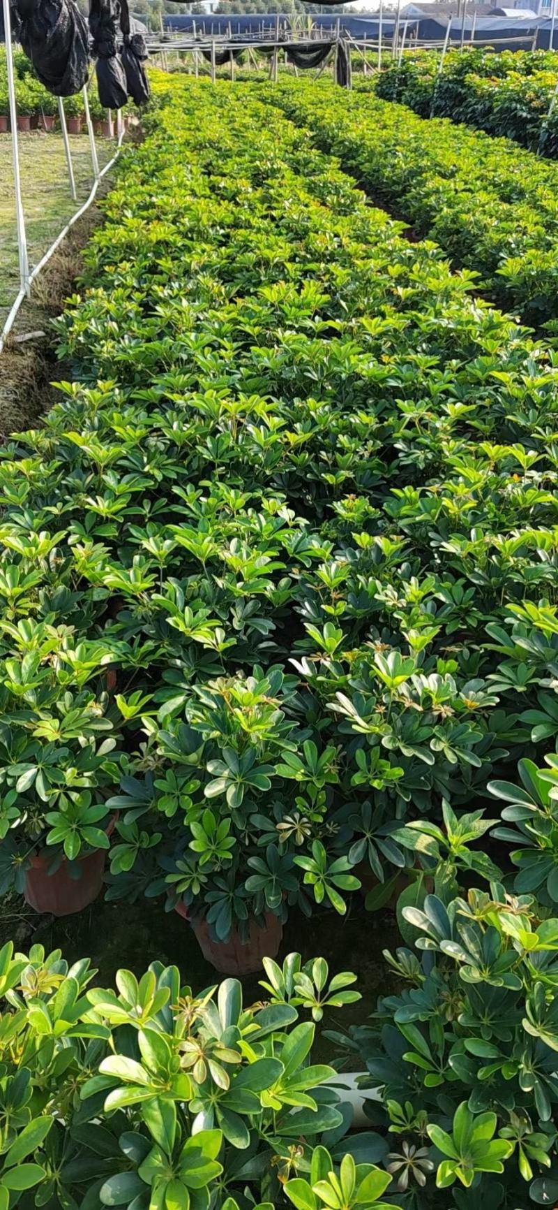 招财树鸭脚木佛山基地直销一手货源，批发价格