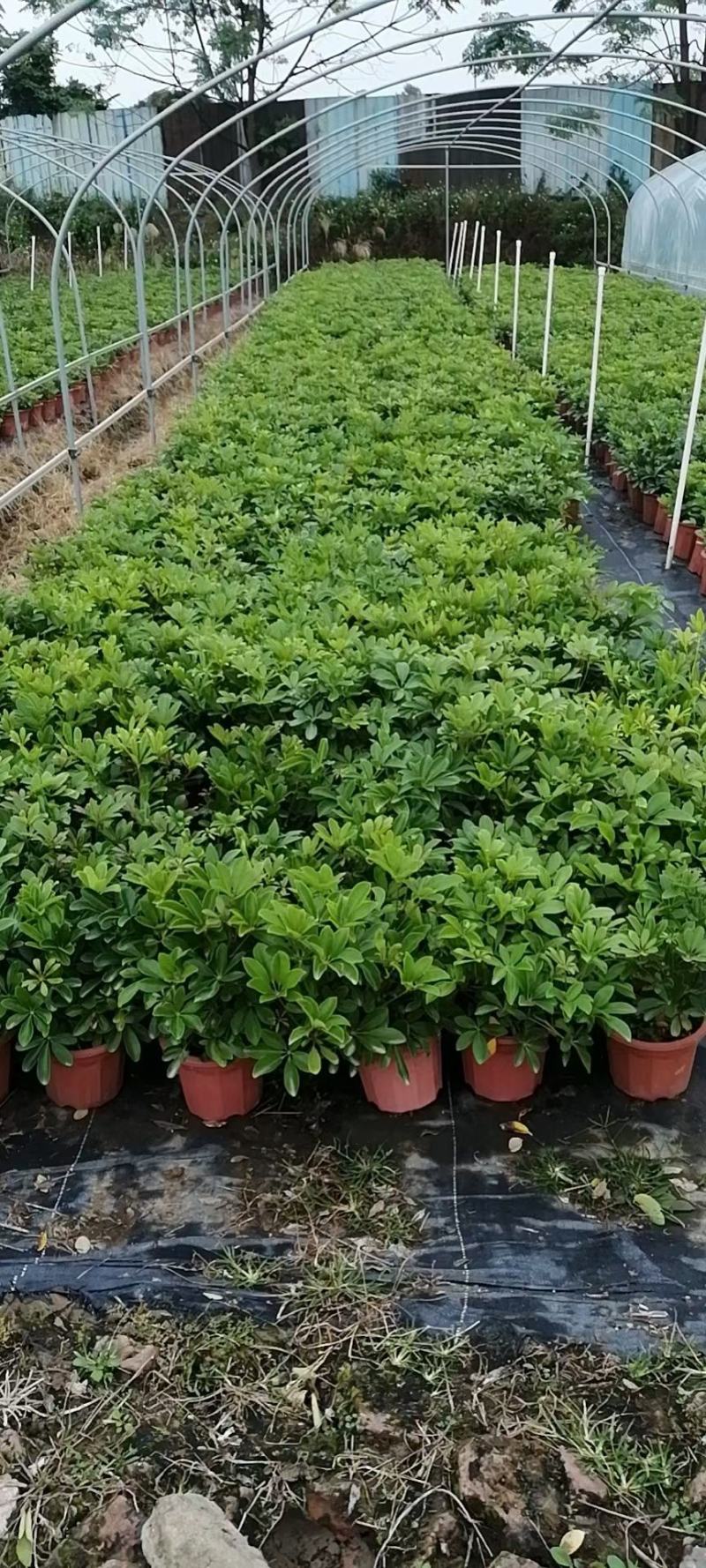 招财树鸭脚木佛山基地直销一手货源，批发价格