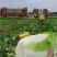 成都黄心白菜产地直销品质好，专业工人操作