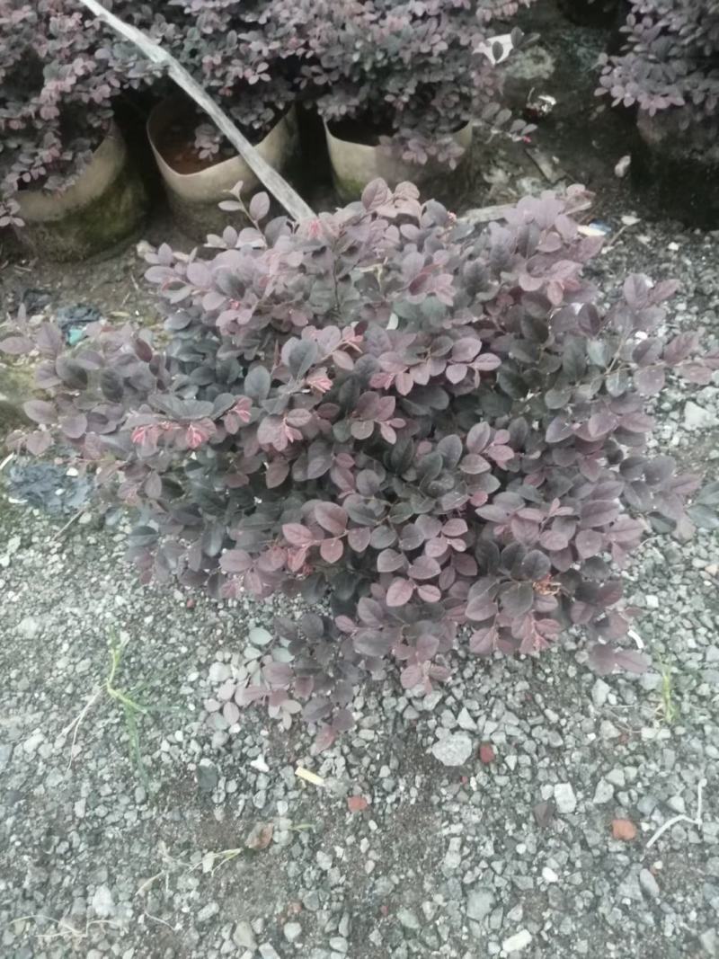 红继木，开花绿植，佛山基地直销一手货源，基地直发，
