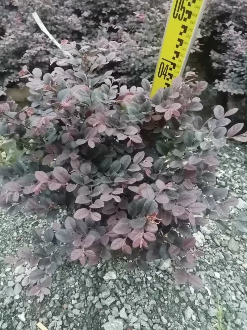 红继木，开花绿植，佛山基地直销一手货源，基地直发，