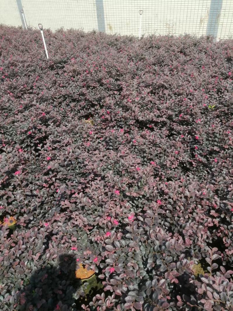 红继木，开花绿植，佛山基地直销一手货源，基地直发，