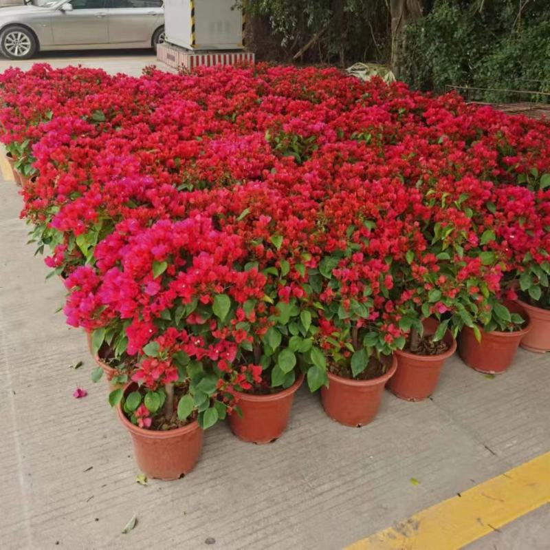 粉红三角梅广佛基地直销，四季开花绿植，颜色多样