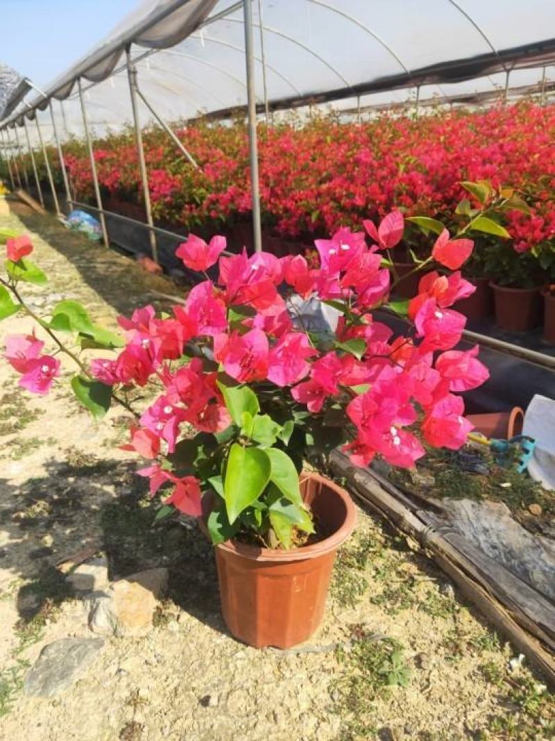 粉红三角梅广佛基地直销，四季开花绿植，颜色多样