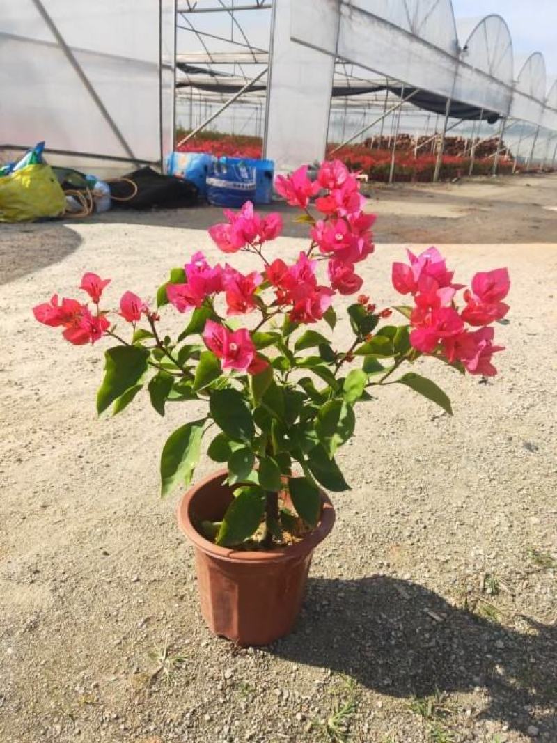 粉红三角梅广佛基地直销，四季开花绿植，颜色多样