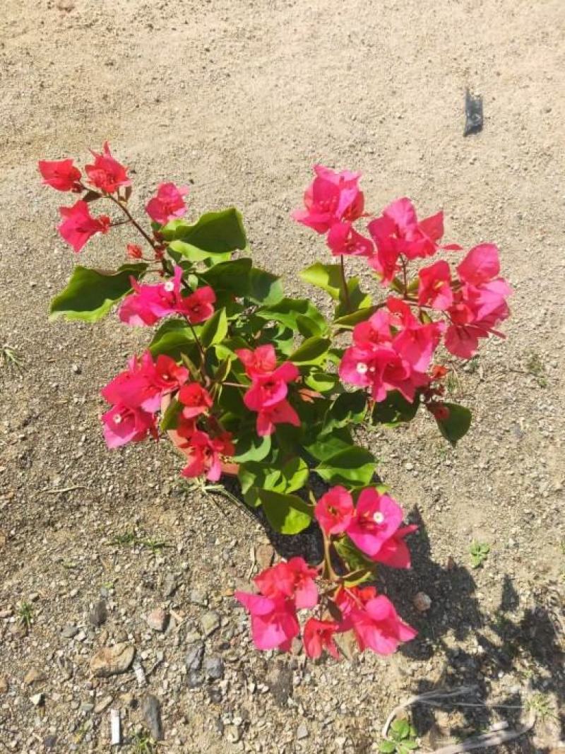 粉红三角梅广佛基地直销，四季开花绿植，颜色多样
