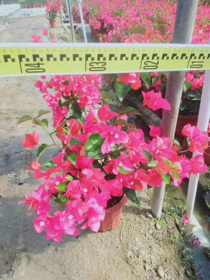 粉红三角梅广佛基地直销，四季开花绿植，颜色多样