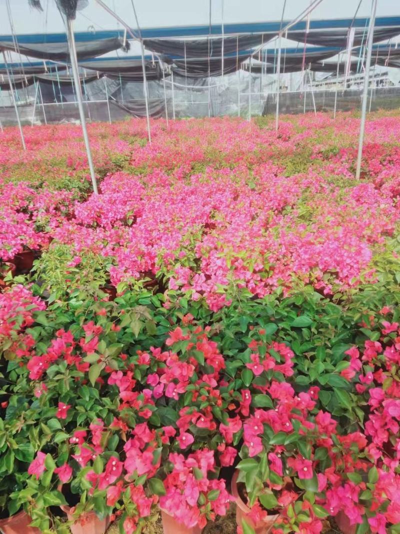 粉红三角梅广佛基地直销，四季开花绿植，颜色多样