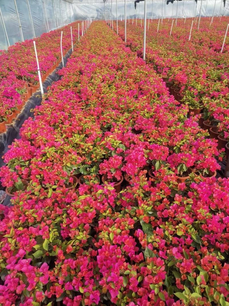 粉红三角梅广佛基地直销，四季开花绿植，颜色多样