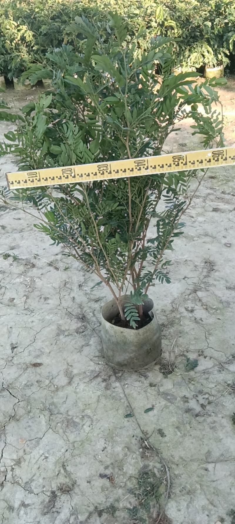 佛山三水一手货源红绒球基地直销，开花绿植
