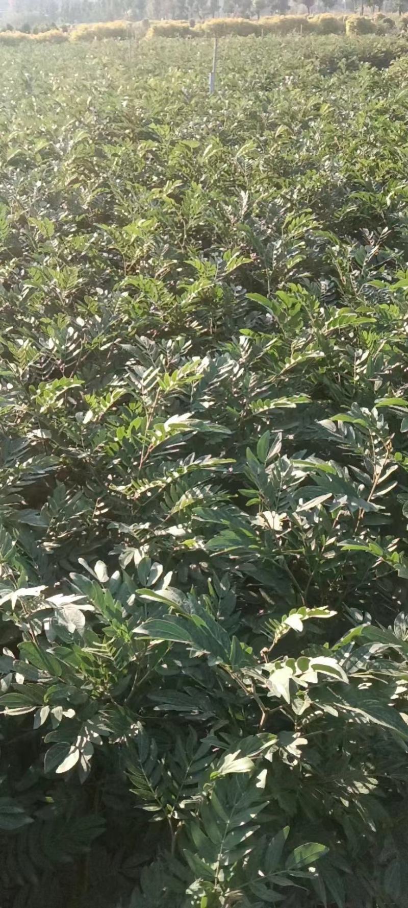 佛山三水一手货源红绒球基地直销，开花绿植