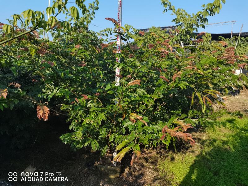 佛山三水一手货源红绒球基地直销，开花绿植