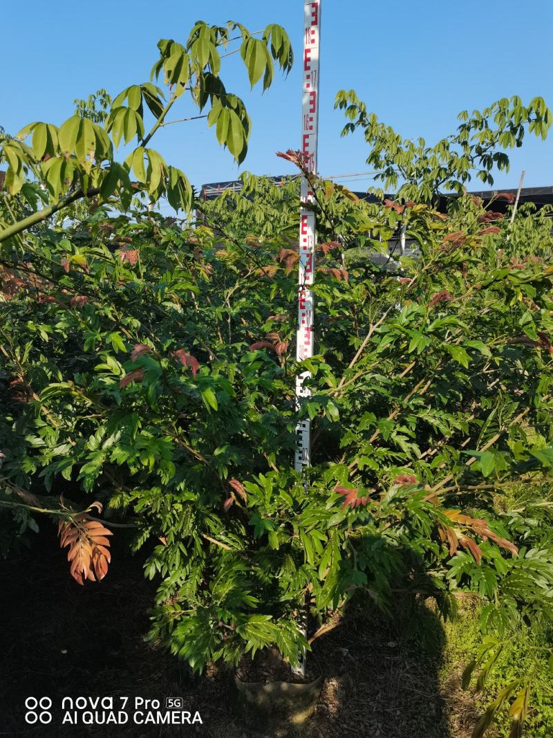 佛山三水一手货源红绒球基地直销，开花绿植
