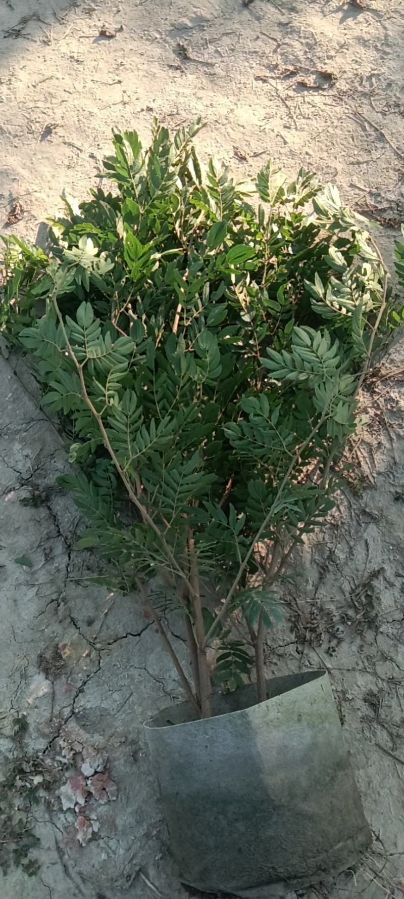 佛山三水一手货源红绒球基地直销，开花绿植