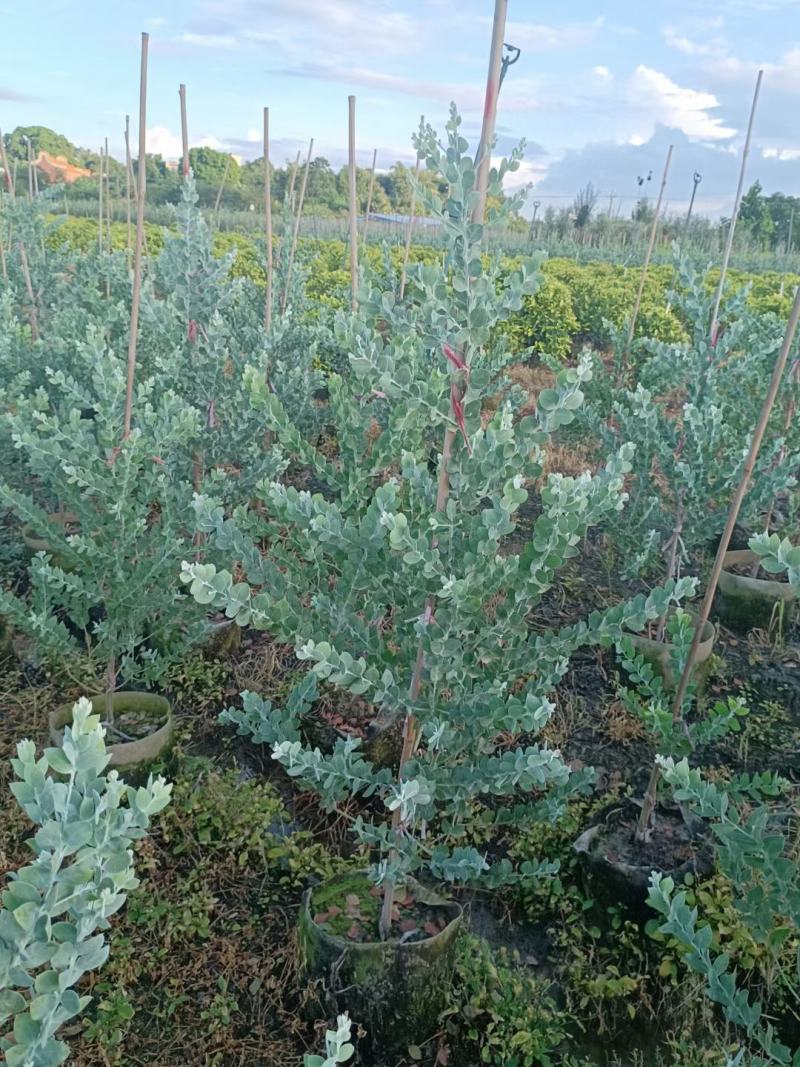 银合欢佛山三水基地直销，批发价格，开花绿植