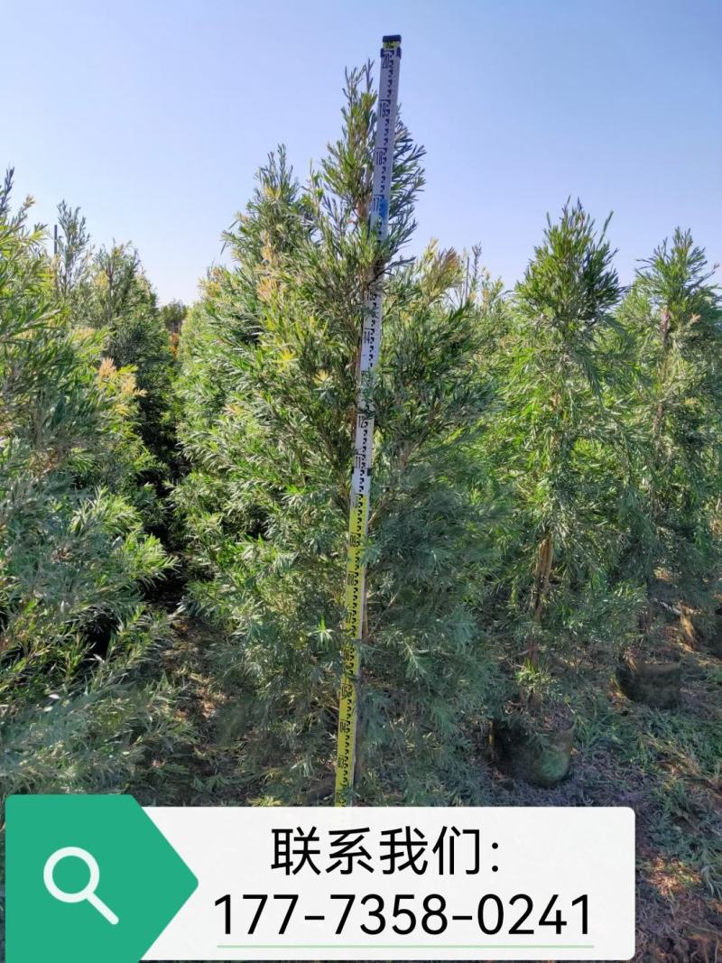多花红千层基地直销，佛山基地整车发货，开花绿植