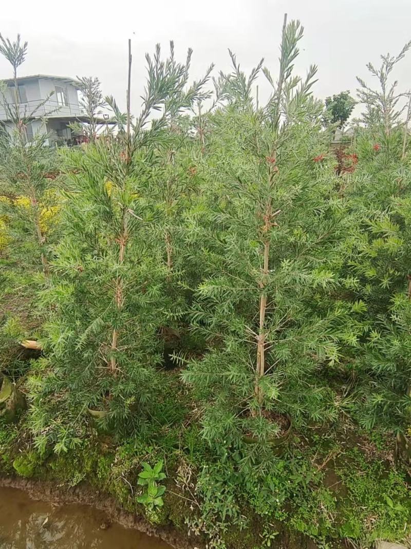 多花红千层基地直销，佛山基地整车发货，开花绿植