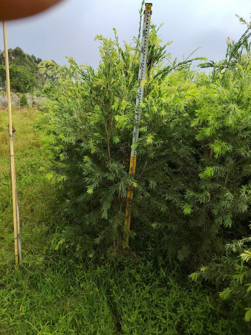 多花红千层基地直销，佛山基地整车发货，开花绿植
