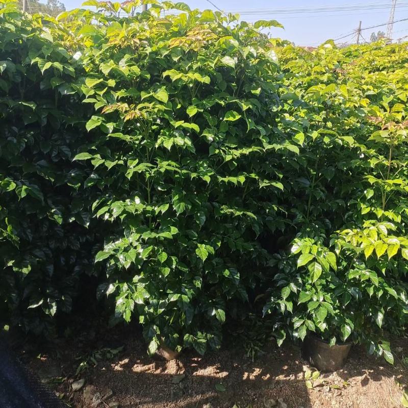 绿宝广东佛山三水苗木，基地直发，批发价格