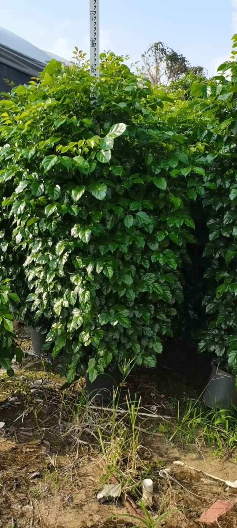 绿宝广东佛山三水苗木，基地直发，批发价格