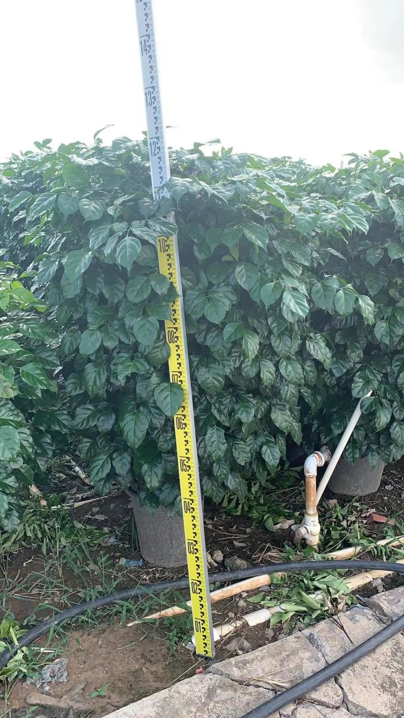 绿宝广东佛山三水苗木，基地直发，批发价格
