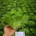 意泰利2号生菜种子耐热耐湿耐寒耐抽苔夏播专用意大利