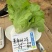 意泰利2号生菜种子耐热耐湿耐寒耐抽苔夏播专用意大利