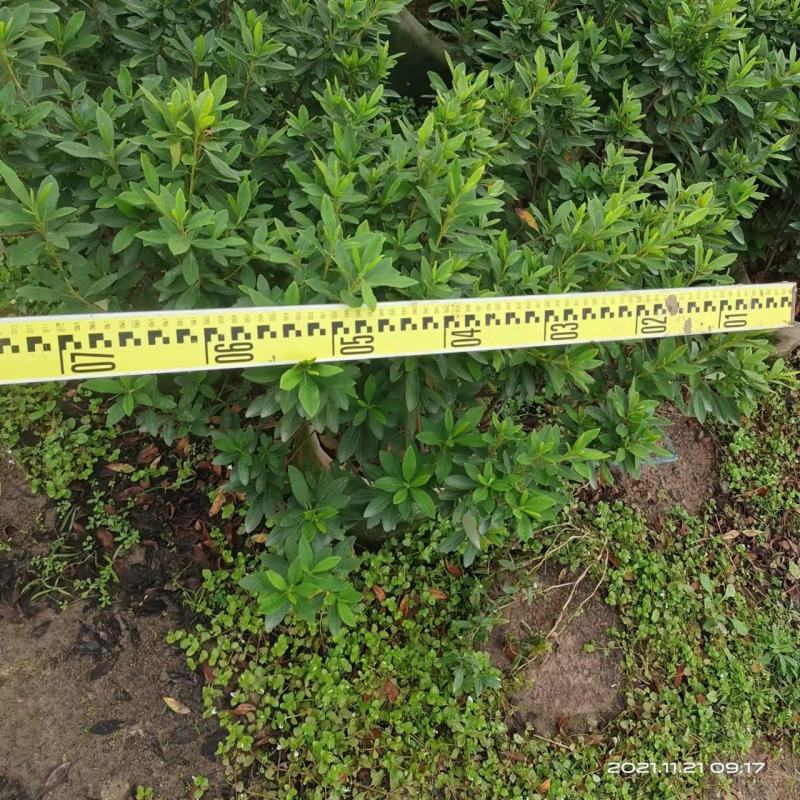 毛杜鹃佛山基地直销一手货源，基地批发价格