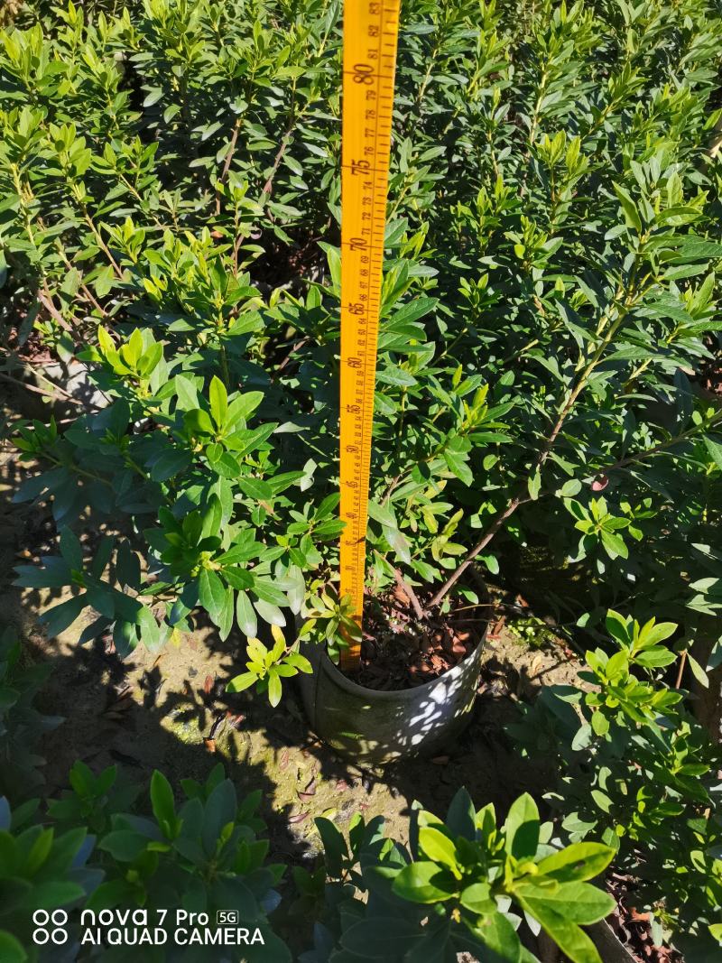 毛杜鹃佛山基地直销一手货源，基地批发价格