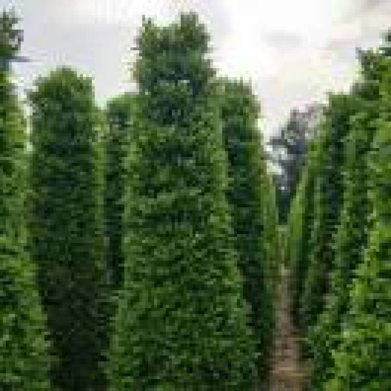 基地直销各类苗木塔茉莉，基地直发，批发价格