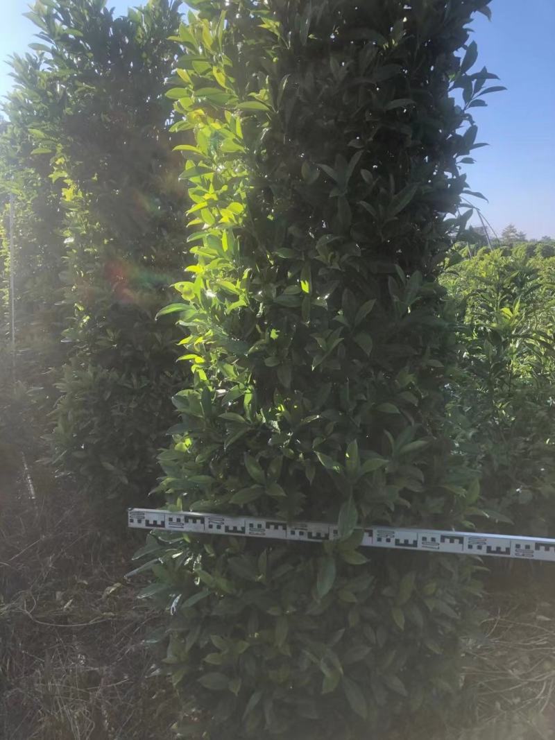 基地直销各类苗木塔茉莉，基地直发，批发价格