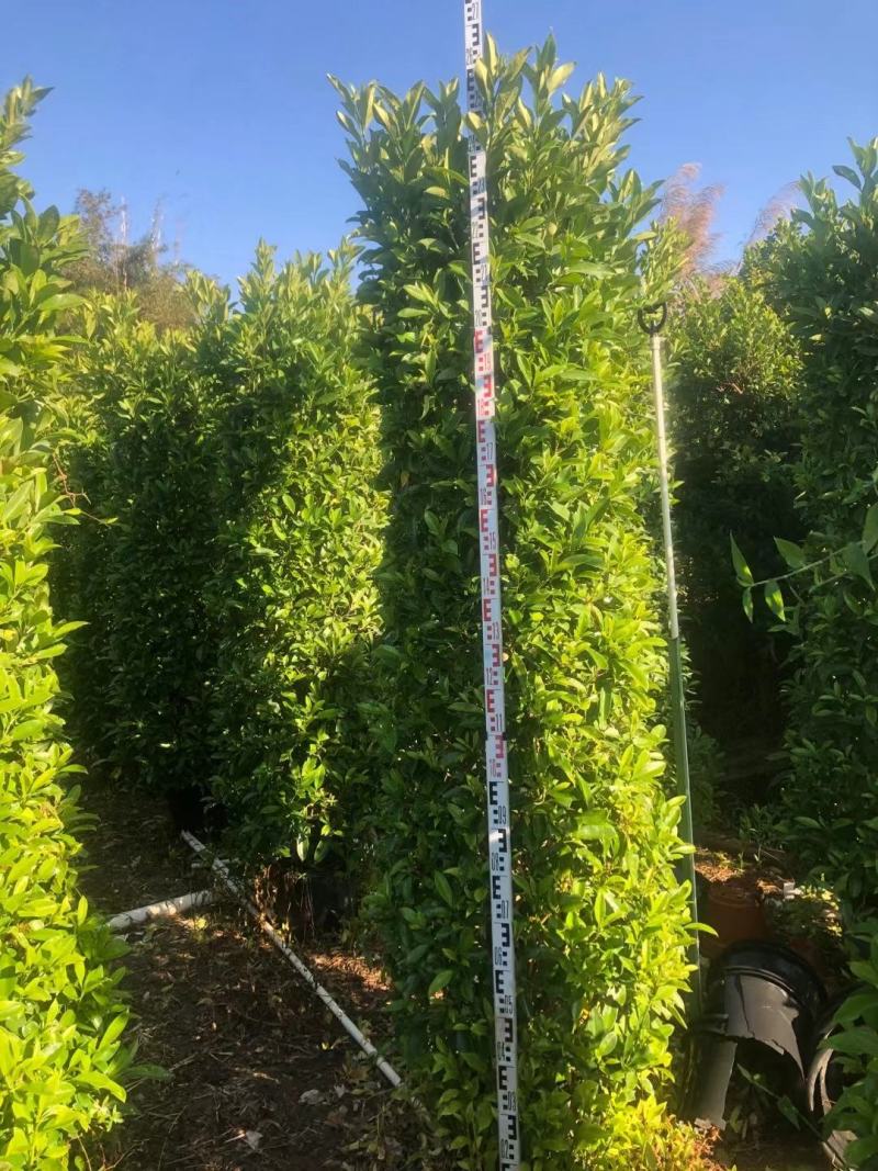 基地直销各类苗木塔茉莉，基地直发，批发价格