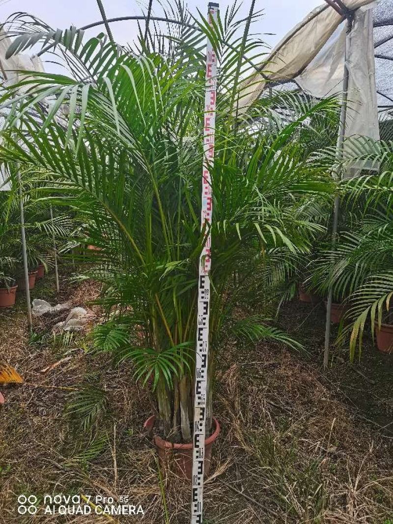 散尾葵花广东佛山基地直销，批发价格，长青绿植