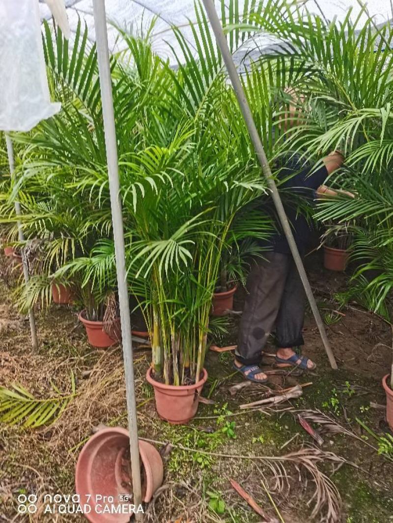 散尾葵花广东佛山基地直销，批发价格，长青绿植