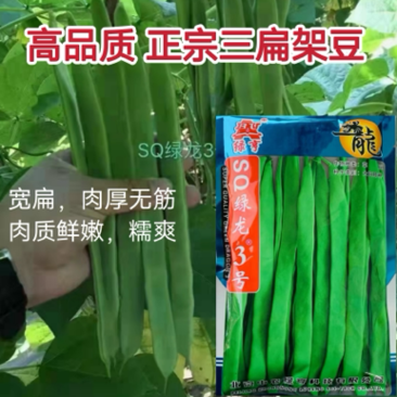 架豆种子SQ绿龙3号宽扁无筋架豆种子芸豆菜豆种籽高产