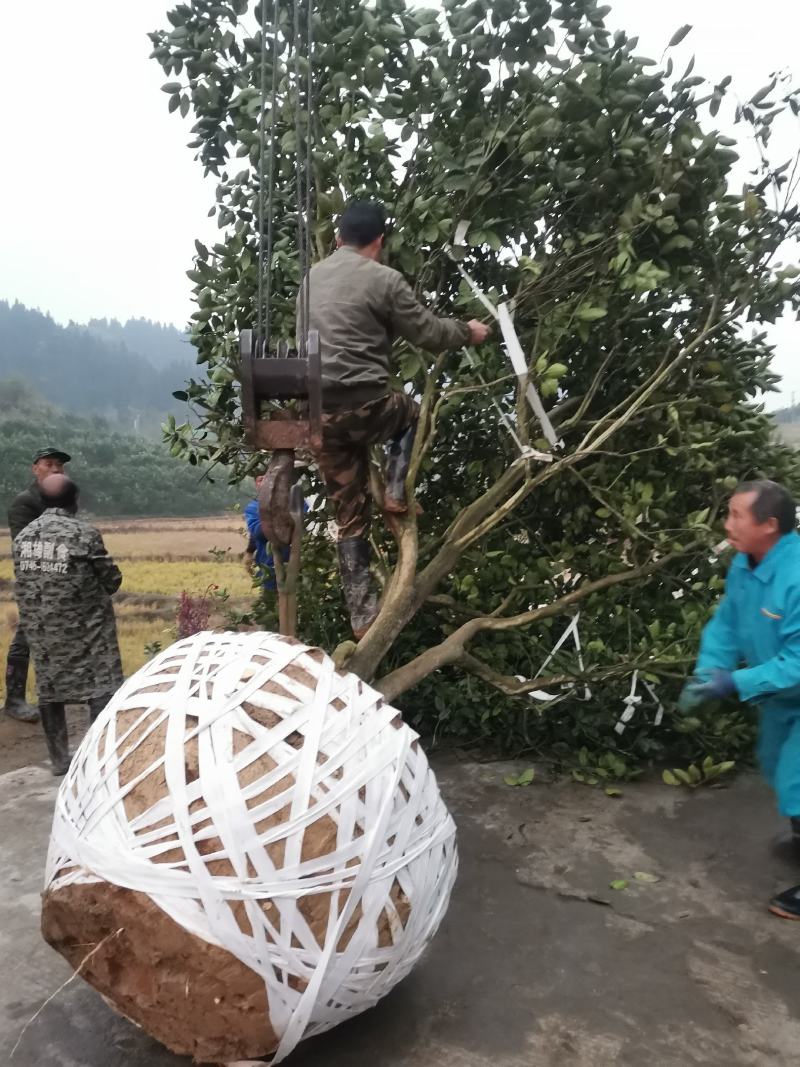 挂果大柚子树，绿化用柚子树，柚子树高4到5米，圆树冠形