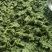 草野生韭菜花，手工制作，是你吃火锅，肉肠，肚包肉的好伙伴