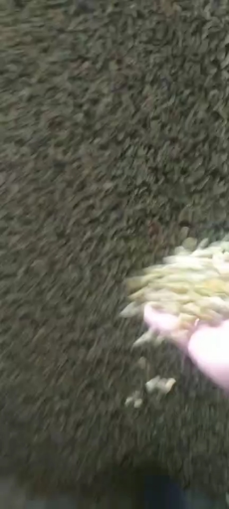 吐鲁番葡萄干